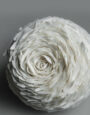 WinterRoseIII