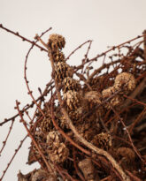 Larch Nest