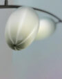 Cartwright_NY_Sàlice_Chandelier_ORB_Raked_Smoked_Quartz
