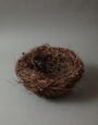 LargeLarchNest