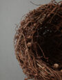 LargeLarchNest