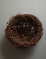 LargeLarchNest