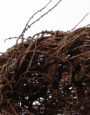 LargeLarchNest