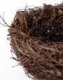 LargeLarchNest