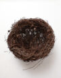 LargeLarchNest