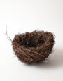 LargeLarchNest