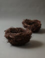 LargeLarchNest