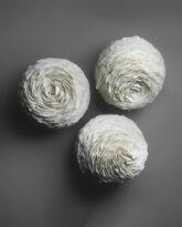 Winter Rose II, 2024