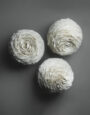 WinterRoseII