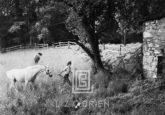 Kennedy, Jackie Leads Horse, 1959